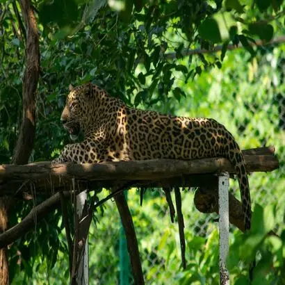 nandankanan-zoological-park-bhubaneswar-tourism-place_410x410