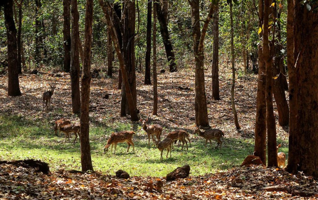 Similipal National Park