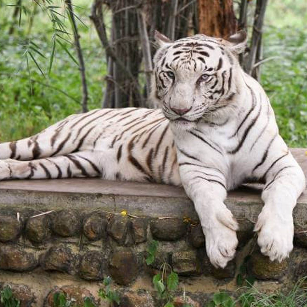 Similipal National Park