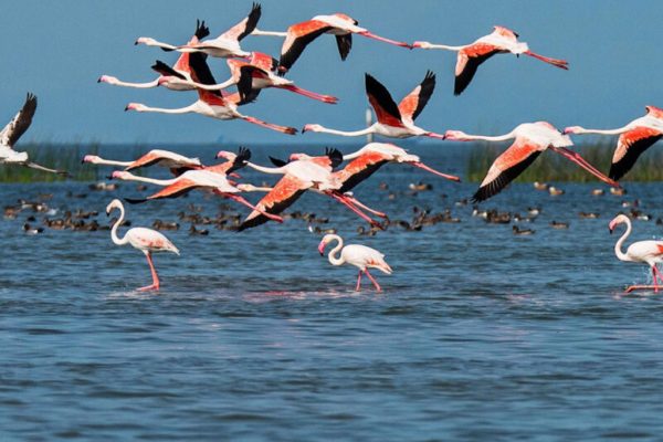 Chilika Lake – Asia's largest brackish water lagoon, home to migratory birds and dolphins.